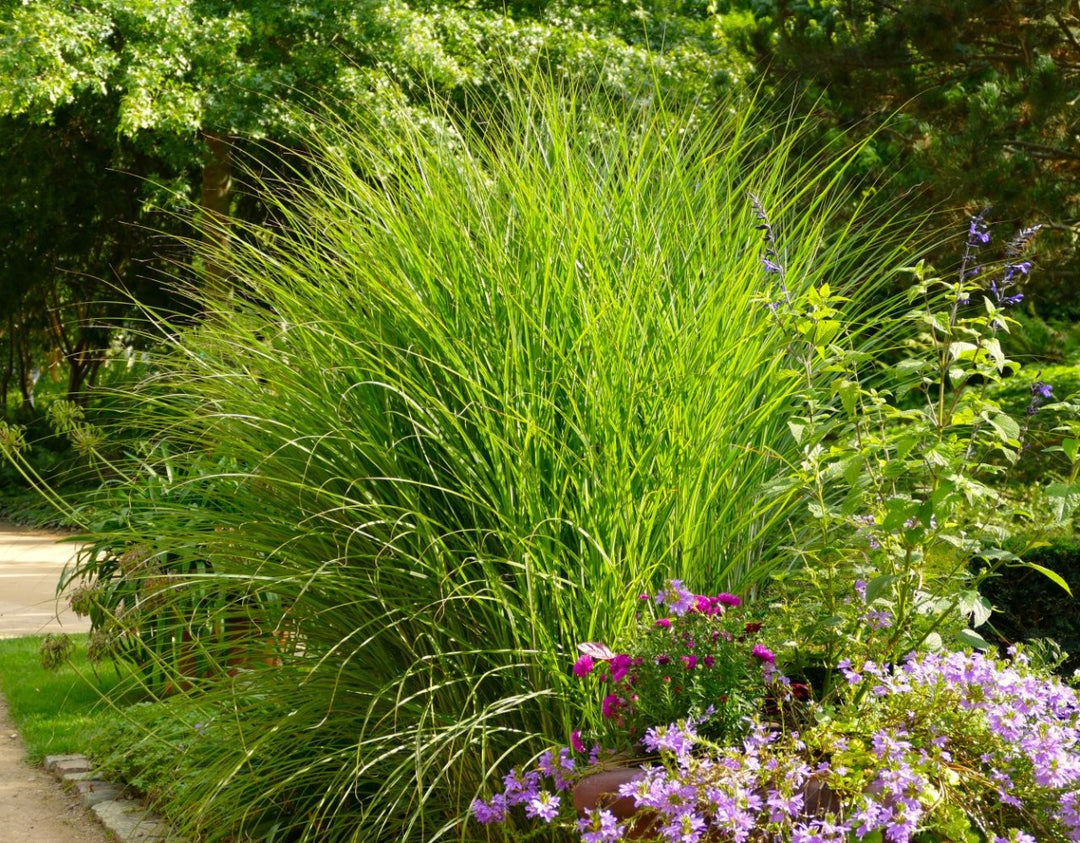 Chinaschilf - Miscanthus sinensis Gracillimus - weitere Ansicht