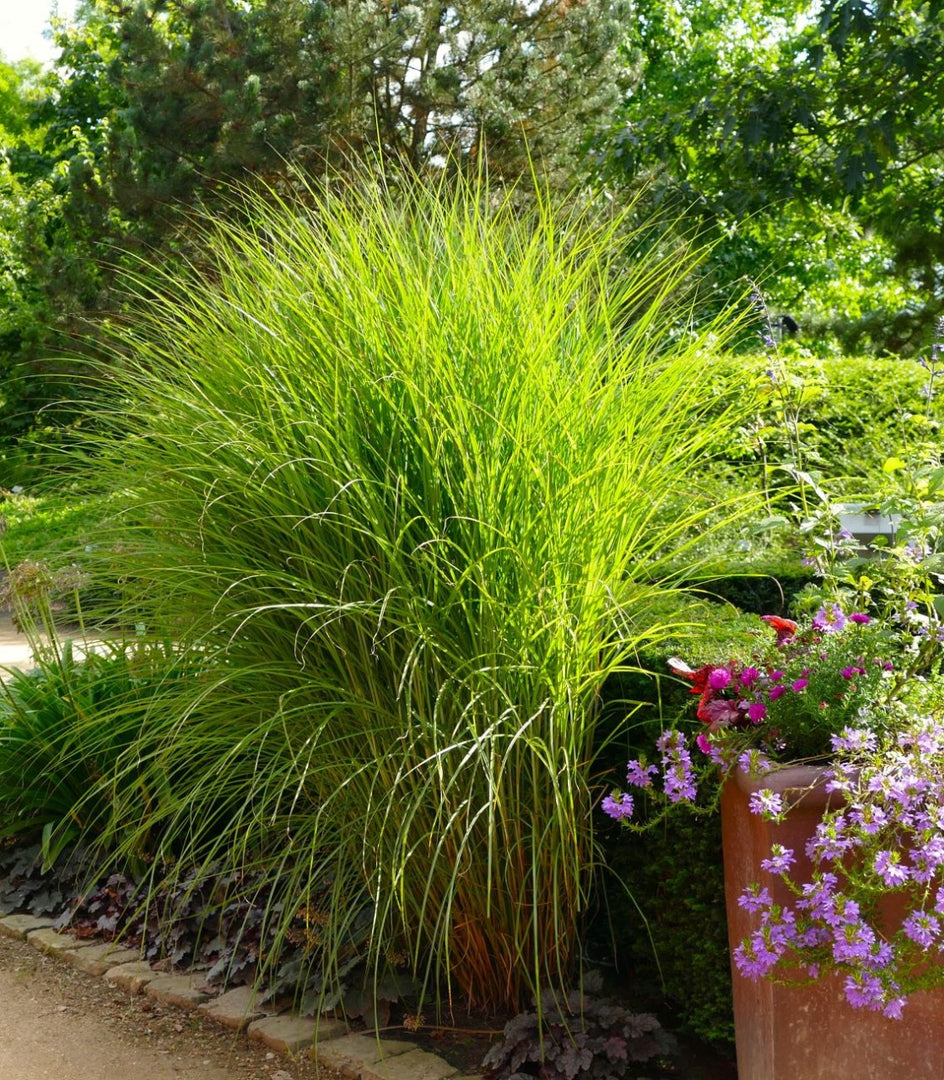Chinaschilf - Miscanthus sinensis Gracillimus - Ansicht 4