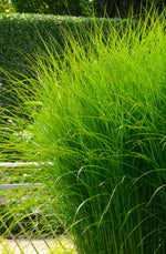 Bild in Galerie laden, Chinaschilf - Miscanthus sinensis Gracillimus | Gräserwelten Bambus &amp; Gräser