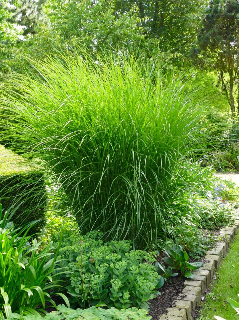 Chinaschilf - Miscanthus sinensis Gracillimus - Detailansicht