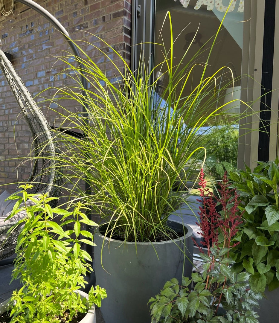 Chinaschilf - Miscanthus sinensis Gracillimus - Ansicht 5