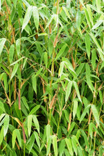 Bild in Galerie laden, Fargesia Ivory Ibis | Gräserwelten Bambus &amp; Gräser