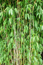 Bild in Galerie laden, Fargesia Ivory Ibis - weitere Ansicht