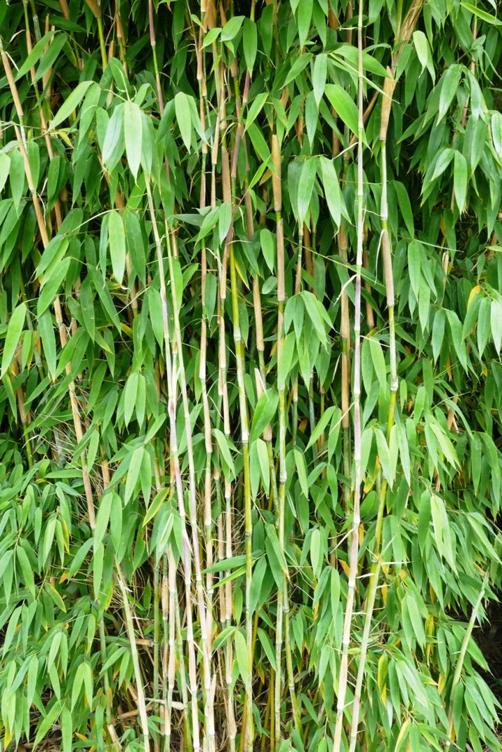 Fargesia Ivory Ibis - weitere Ansicht