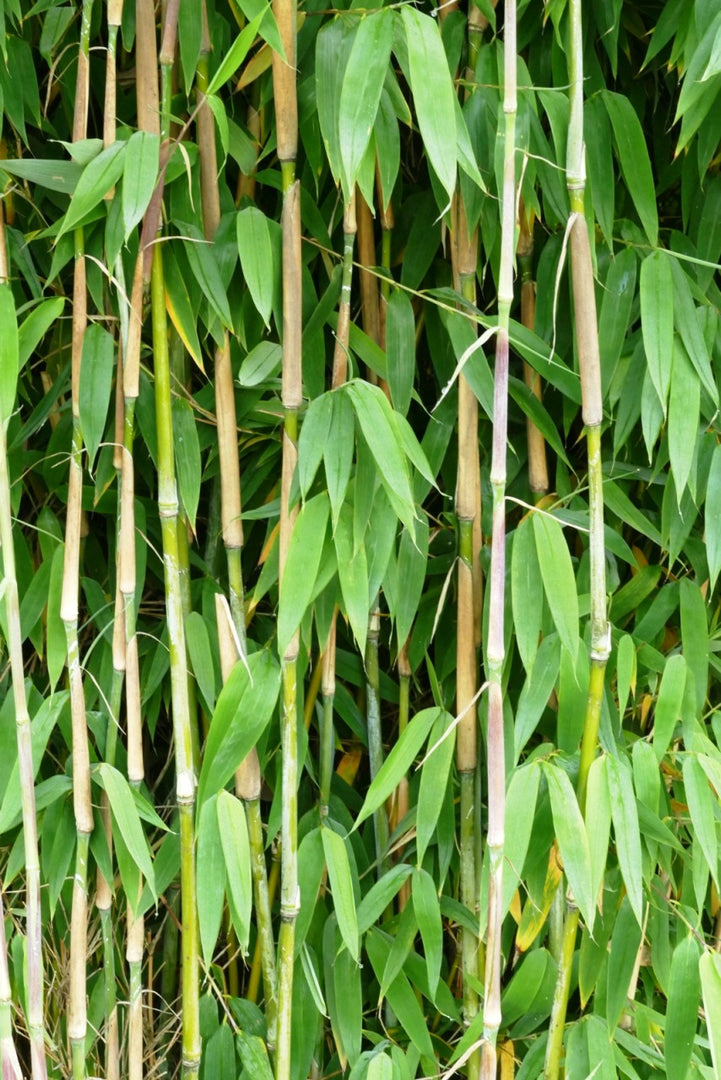 Fargesia Ivory Ibis - Detailansicht