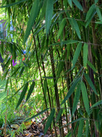 Bild in Galerie laden, Fargesia jiuzhaigou 1 - weitere Ansicht