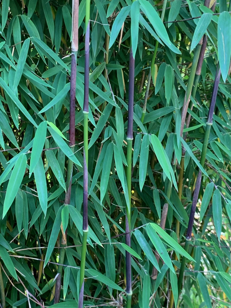 Fargesia jiuzhaigou 1 - Ansicht 8