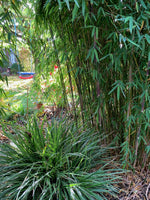 Bild in Galerie laden, Fargesia jiuzhaigou 1 - Ansicht 4