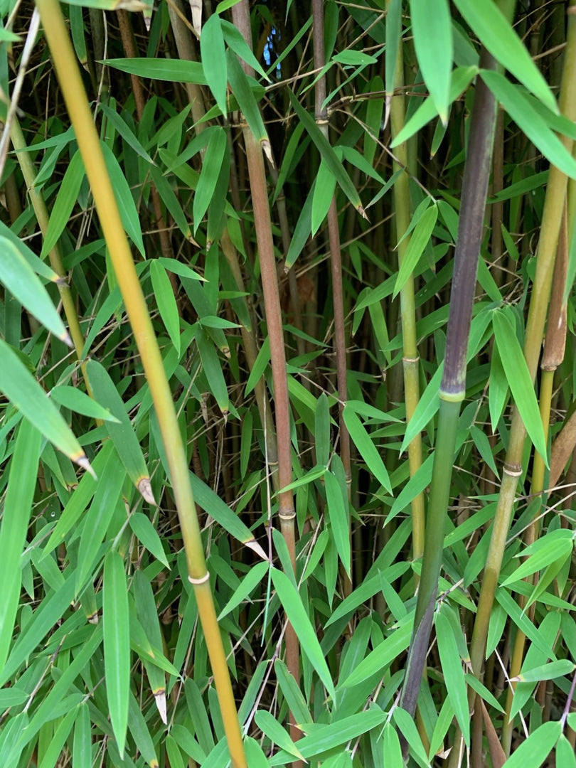 Fargesia jiuzhaigou 1 - Ansicht 5