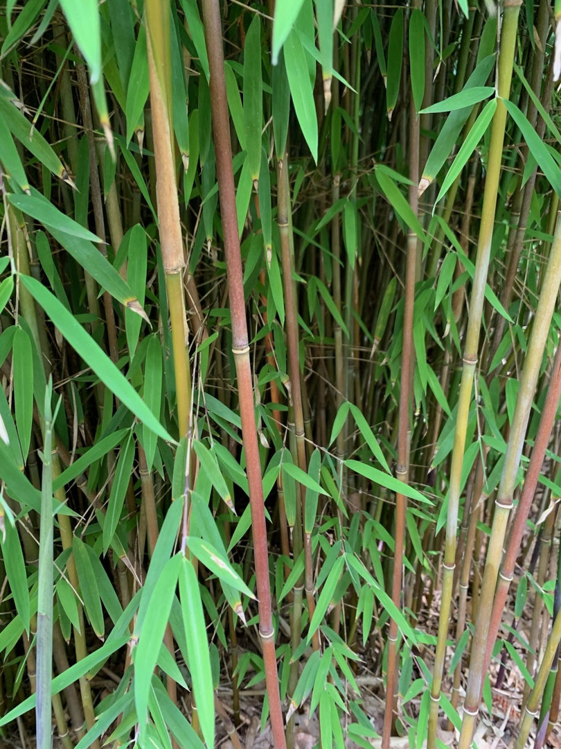 Fargesia jiuzhaigou 1 - Ansicht 6