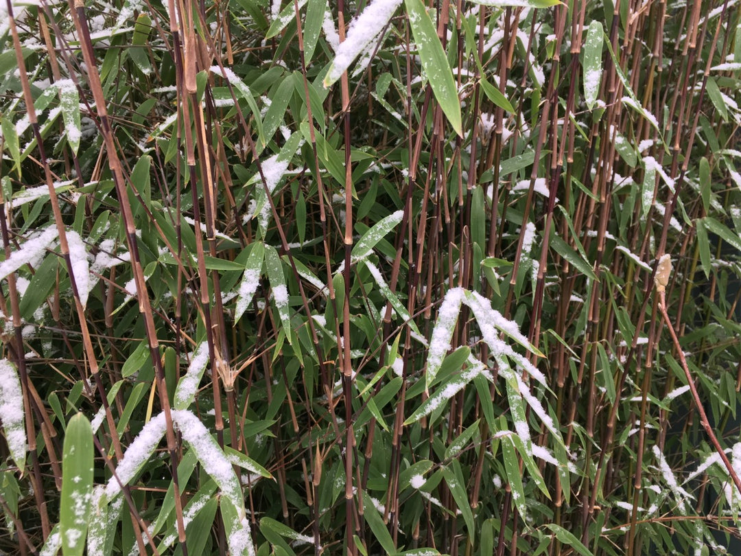 Fargesia jiuzhaigou 1 - Ansicht 9