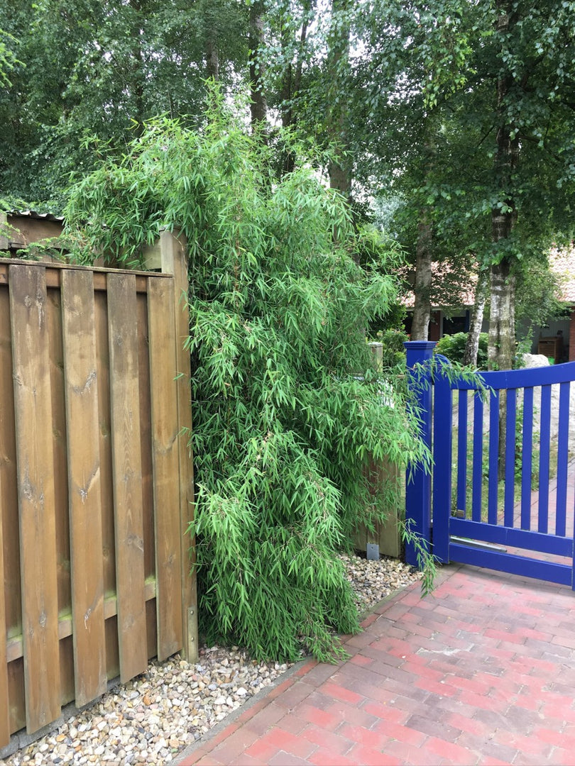 Fargesia jiuzhaigou 1 - Ansicht 10