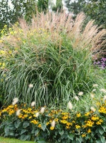 Bild in Galerie laden, Chinaschilf - Miscanthus sinensis Kleine Fontäne | Gräserwelten Bambus &amp; Gräser