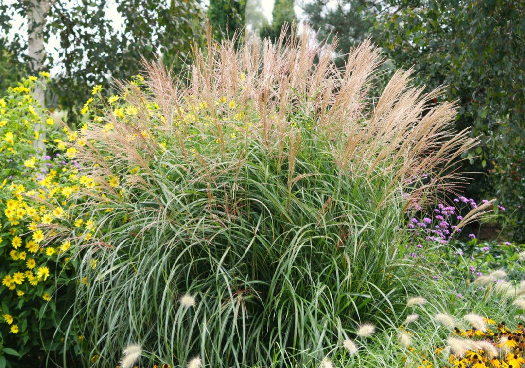 Chinaschilf - Miscanthus sinensis Kleine Fontäne - Detailansicht