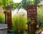Bild in Galerie laden, Chinaschilf - Miscanthus sinensis Kleine Fontäne - Ansicht 5