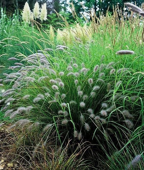 Lampenputzergras - Pennisetum alop. Hameln - Gräserwelten