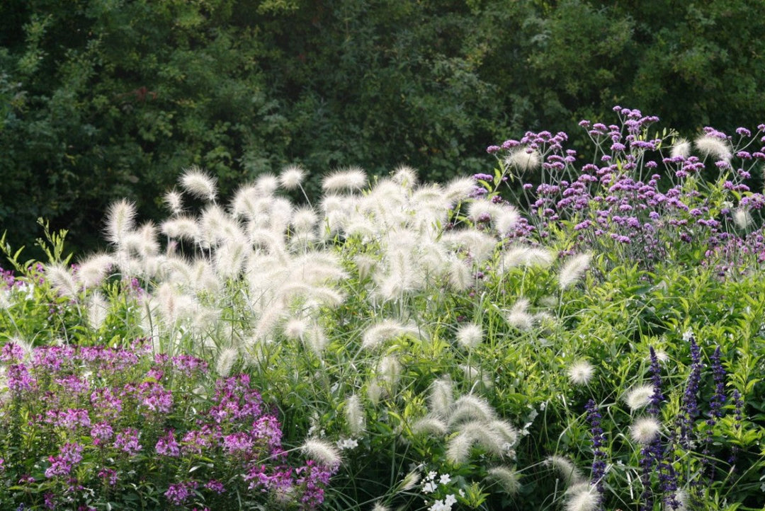 Lampenputzergras - Pennisetum alop. Little Bunny - Gräserwelten