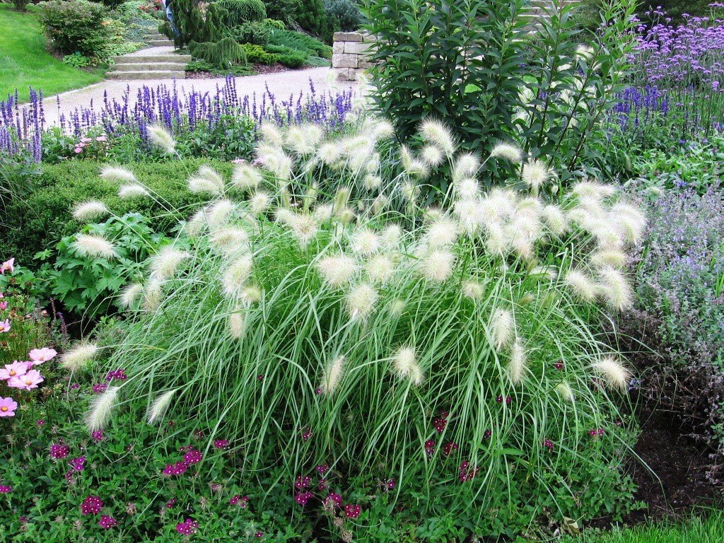 Lampenputzergras - Pennisetum alop. Little Bunny - Gräserwelten