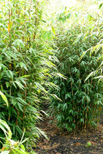 Bild in Galerie laden, Fargesia Maasai - Detailansicht