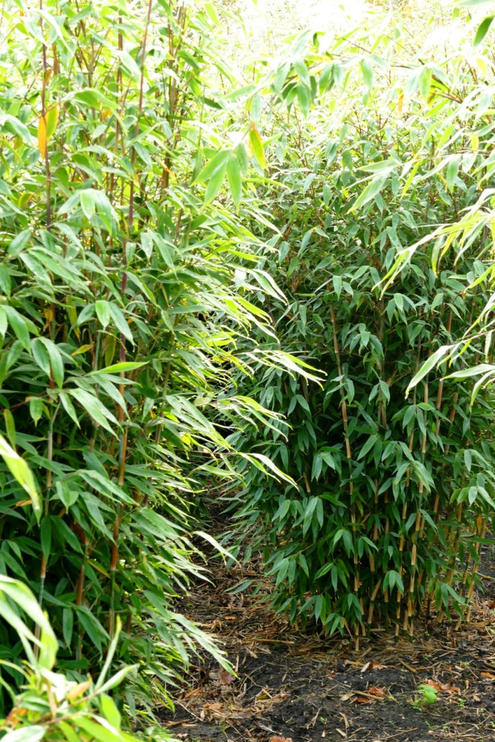 Fargesia Maasai - Detailansicht