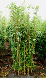 Bild in Galerie laden, Fargesia Maasai | Gräserwelten Bambus &amp; Gräser