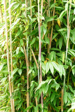 Bild in Galerie laden, Fargesia Maasai - weitere Ansicht