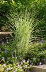 Bild in Galerie laden, Chinaschilf - Miscanthus sinensis Morning Light | Gräserwelten Bambus &amp; Gräser