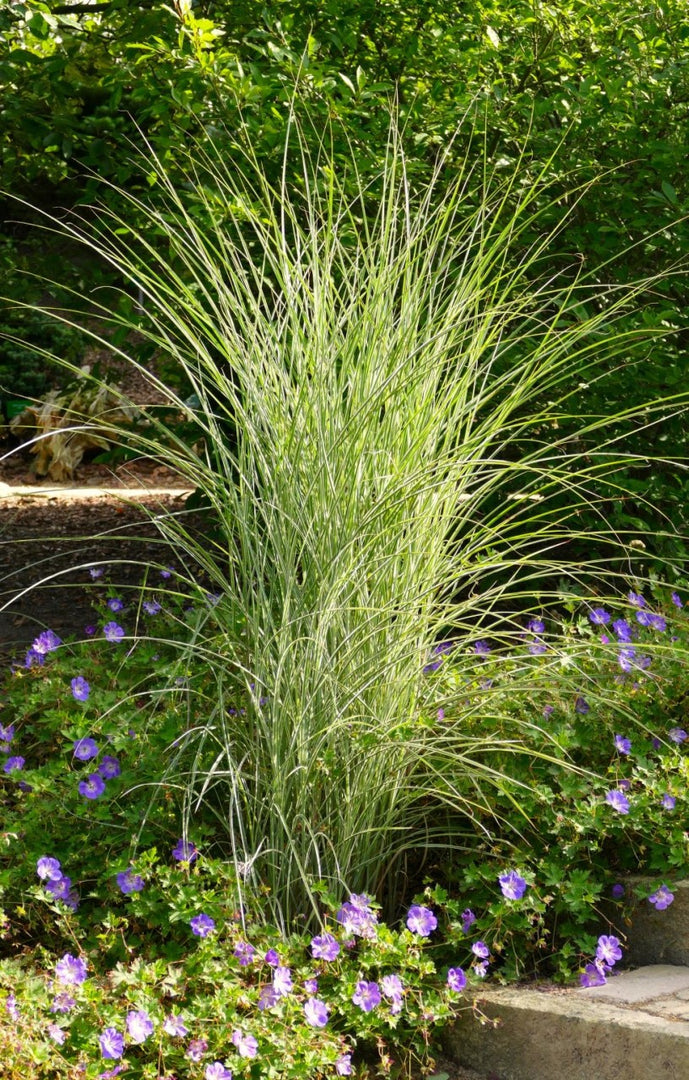 Chinaschilf - Miscanthus sinensis Morning Light | Gräserwelten Bambus & Gräser