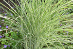 Bild in Galerie laden, Chinaschilf - Miscanthus sinensis Morning Light - Detailansicht