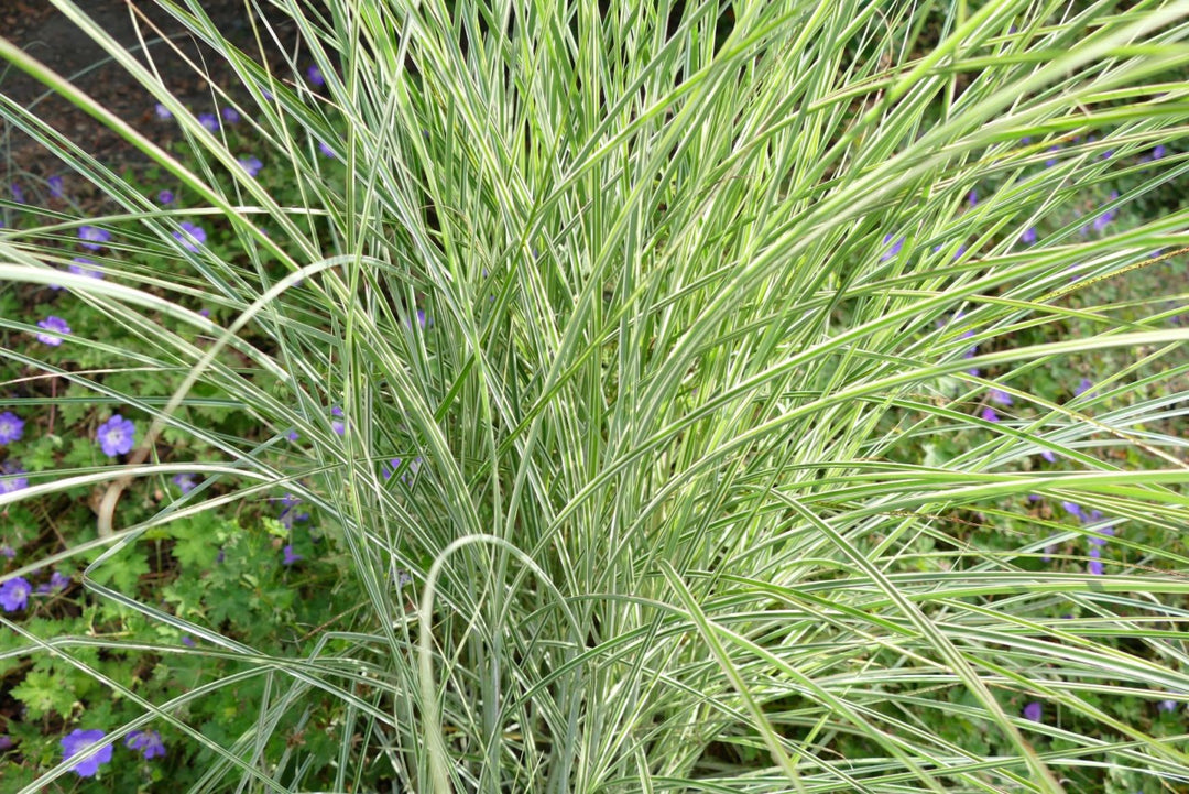 Chinaschilf - Miscanthus sinensis Morning Light - Detailansicht