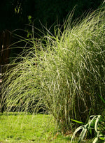 Bild in Galerie laden, Chinaschilf - Miscanthus sinensis Morning Light - weitere Ansicht