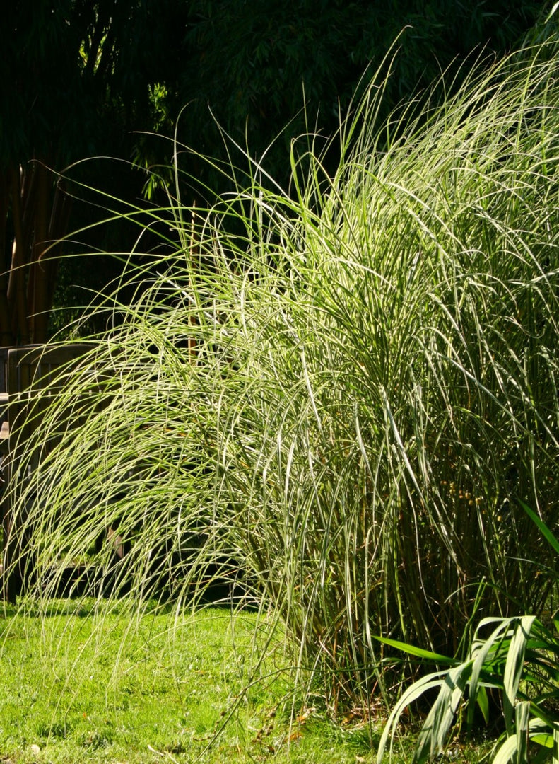 Chinaschilf - Miscanthus sinensis Morning Light - weitere Ansicht