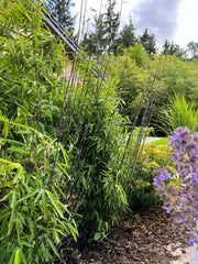 Fargesia nitida Black Pearl - Detailansicht