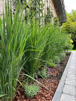 Bild in Galerie laden, Rutenhirse - Panicum virgatum Northwind - weitere Ansicht