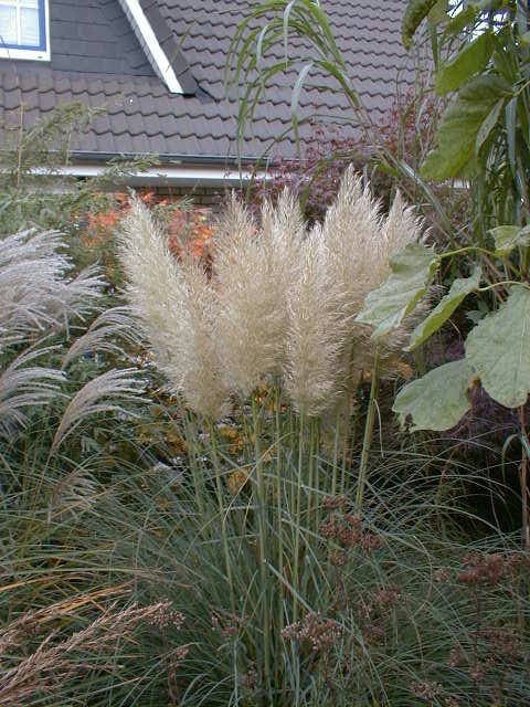 Pampasgras - Cortaderia selloana Pumila - Gräserwelten