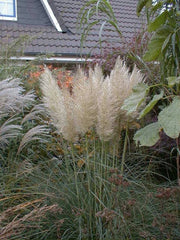 Pampasgras - Cortaderia selloana Pumila - Gräserwelten