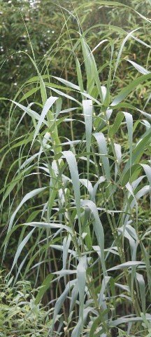 Pfahlrohr - Arundo donax - Gräserwelten