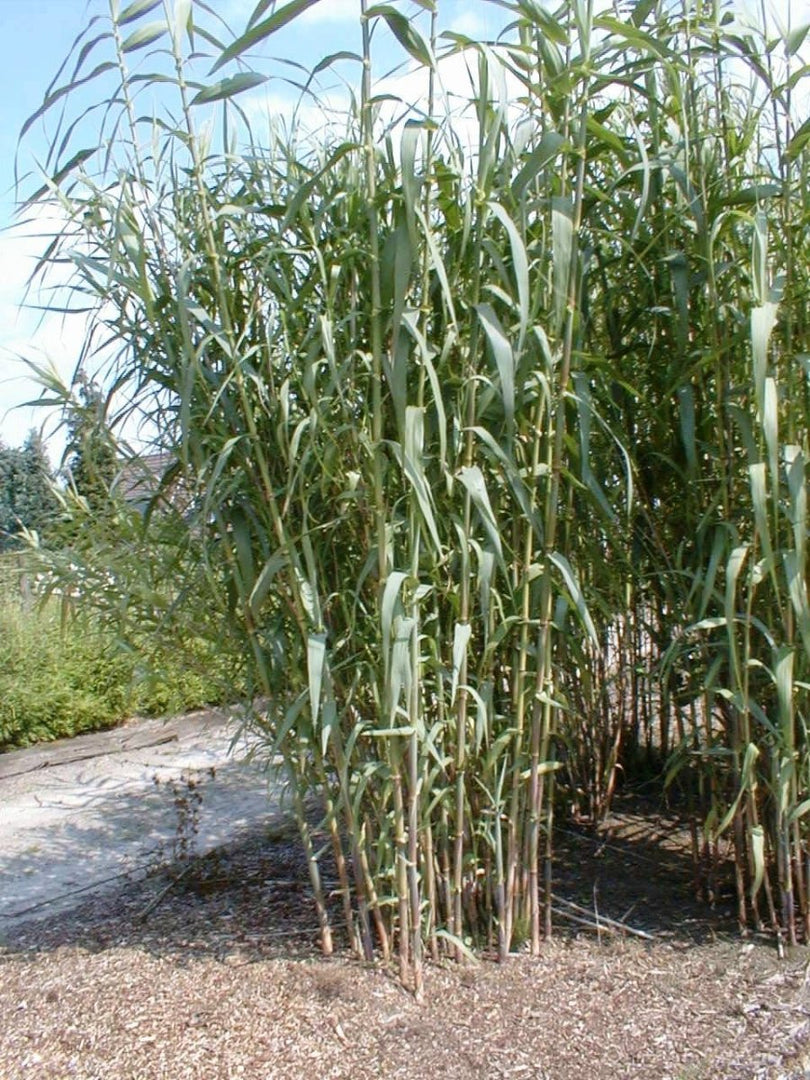 Pfahlrohr - Arundo donax - Gräserwelten