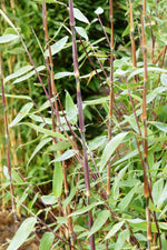 Bild in Galerie laden, Fargesia Red Zebra | Gräserwelten Bambus &amp; Gräser