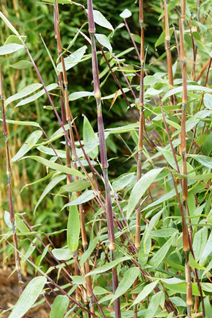 Fargesia Red Zebra | Gräserwelten Bambus & Gräser