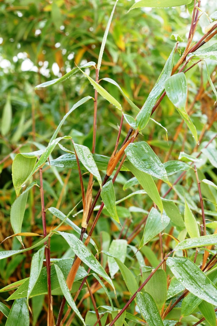 Fargesia Red Zebra - Detailansicht