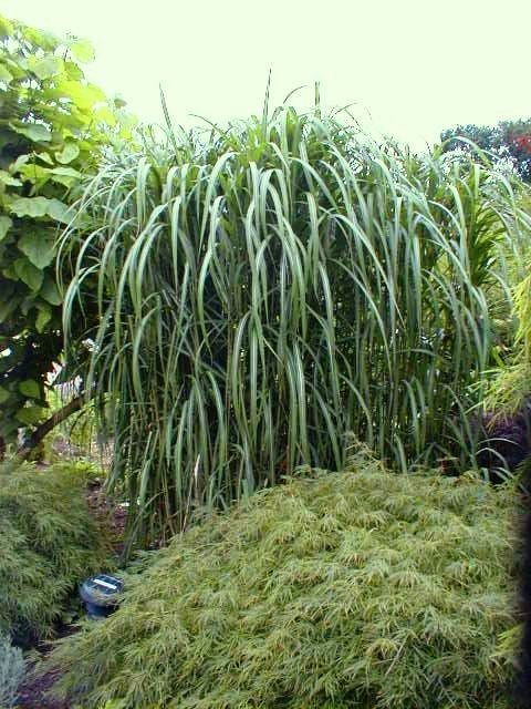 Riesenchinaschilf - Miscanthus japonicum Giganteus - Gräserwelten