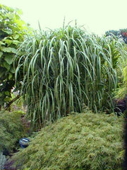 Riesenchinaschilf - Miscanthus japonicum Giganteus - Gräserwelten