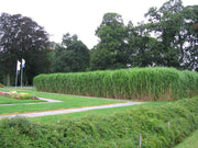 Riesenchinaschilf - Miscanthus japonicum Giganteus - Gräserwelten