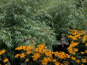 Fargesia rufa - Ansicht 7