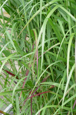 Bild in Galerie laden, Rutenhirse - Panicum virgatum Shenandoah - Gräserwelten