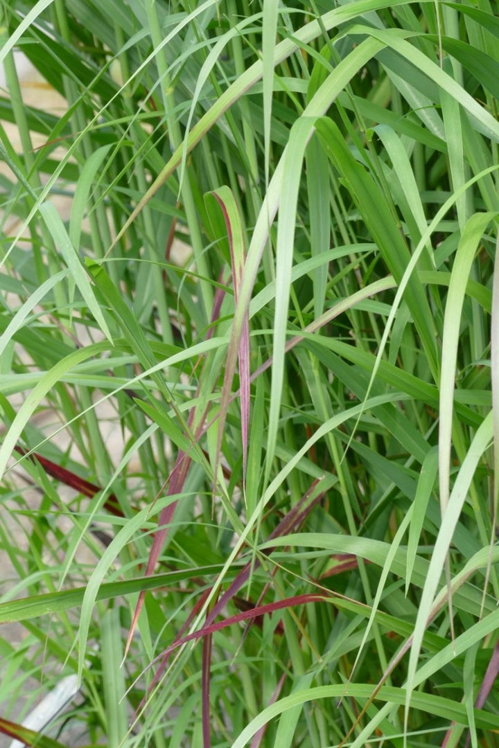 Rutenhirse - Panicum virgatum Shenandoah - Gräserwelten