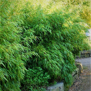 Fargesia rufa | Gräserwelten Bambus & Gräser