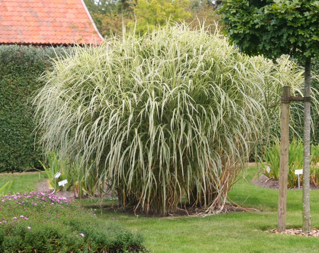 Chinaschilf Variegatus kaufen – weißbuntes Ziergras – Gräserwelten