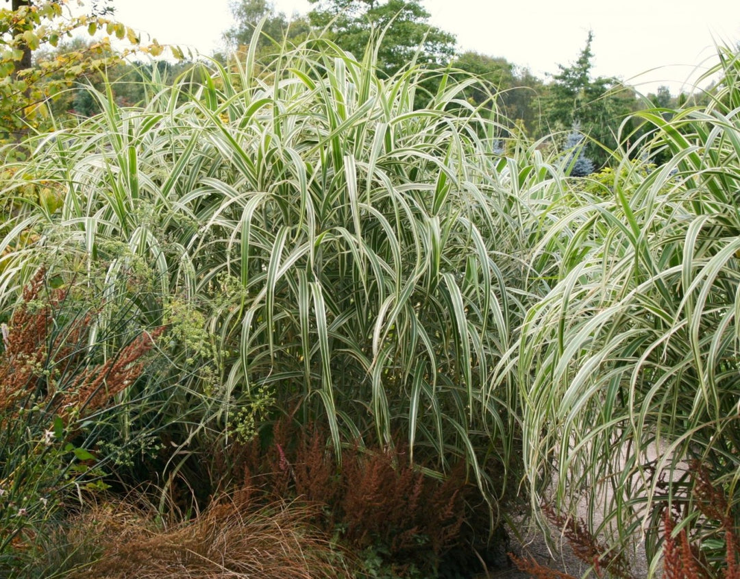 Chinaschilf Variegatus kaufen – weißbuntes Ziergras – Gräserwelten
